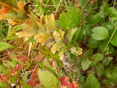Castilleja miniata dixonii