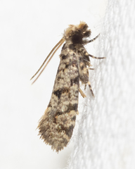 Amydria margoriella