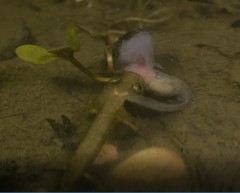 Salamandra salamandra