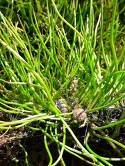 Pilularia globulifera