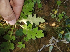 Arctotheca prostrata