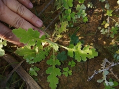 Arctotheca prostrata