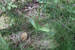 Platanthera aquilonis