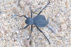 Philolithus aegrotus