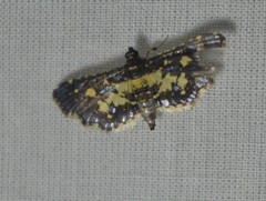 Lepidoptera