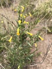 Lithospermum multiflorum