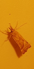 Synaphe punctalis