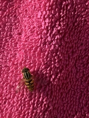 Parhelophilus integer