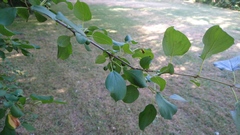 Rhamnus cathartica