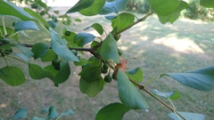 Rhamnus cathartica