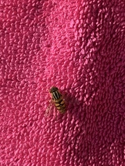 Parhelophilus integer