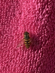 Parhelophilus integer