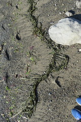 Desmarestia ligulata