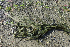 Desmarestia ligulata