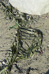 Desmarestia ligulata