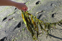 Desmarestia ligulata