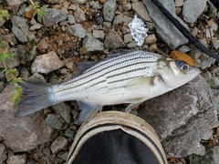 Morone mississippiensis