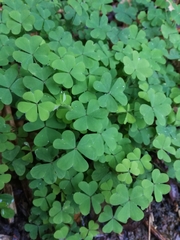 Oxalis