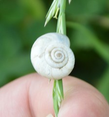 Helicella itala