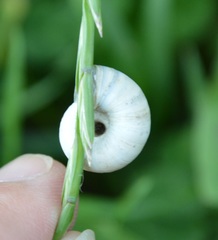 Helicella itala