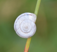 Helicella itala