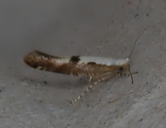 Argyresthia bonnetella