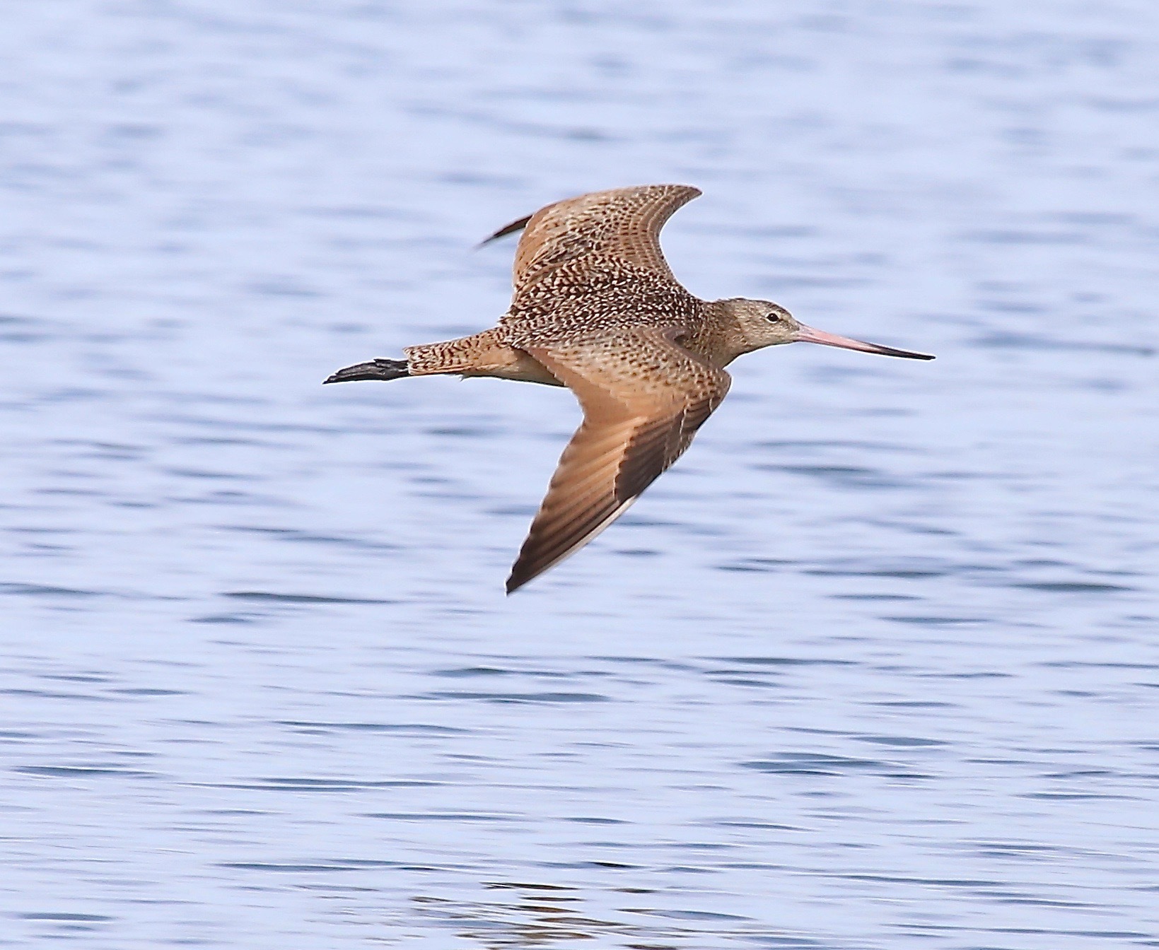 Marbled Godwit