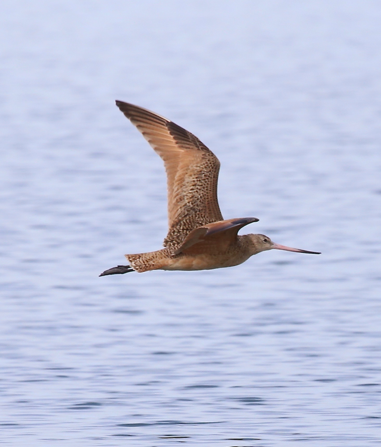 Marbled Godwit