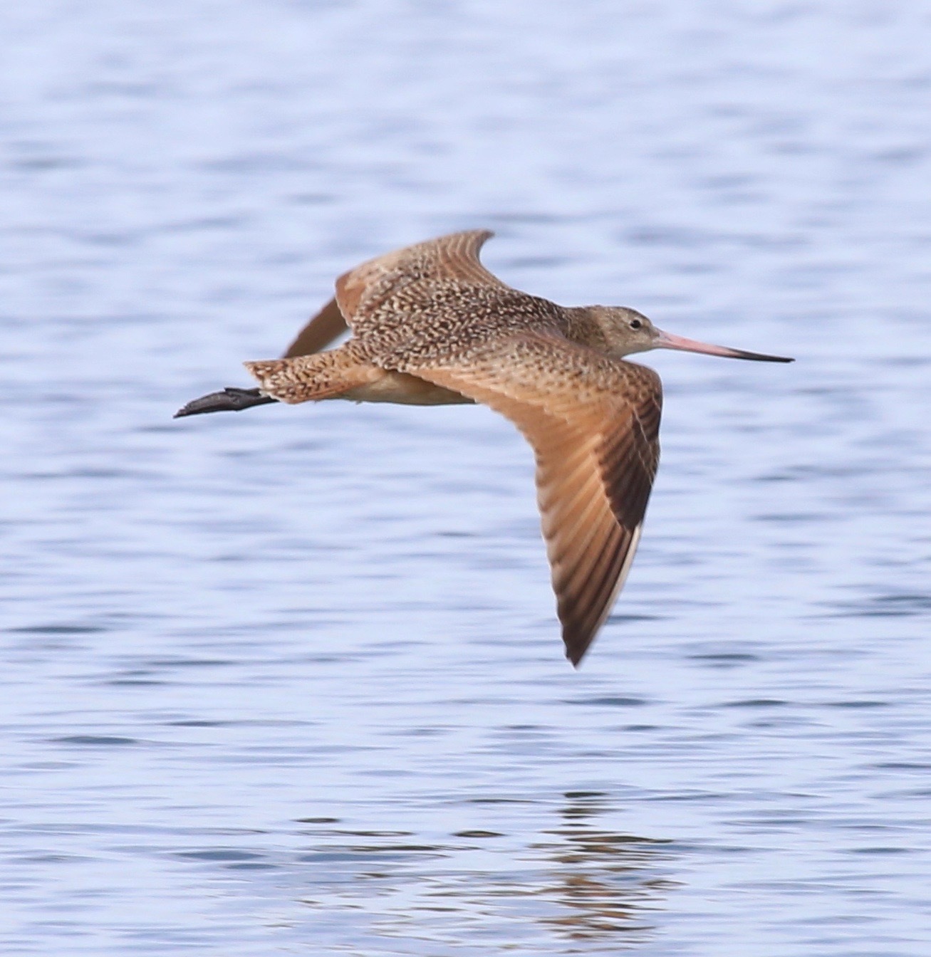 Marbled Godwit