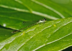 Ischnura posita
