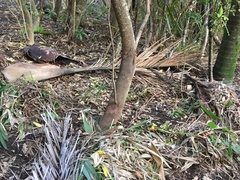 Hedycarya arborea