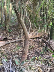 Hedycarya arborea
