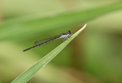 Ischnura posita