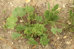 Malva parviflora