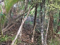 Blechnum filiforme