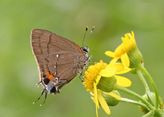 Electrostrymon angelia