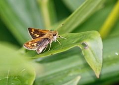 Polites peckius