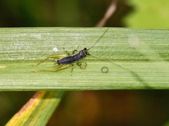 Phyllopalpus pulchellus