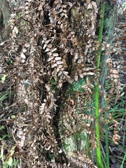 Blechnum filiforme
