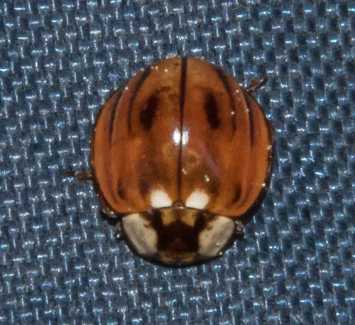 Subvittate Lady Beetle photo 2