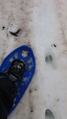 Hippocamelus bisulcus