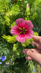 Malope trifida
