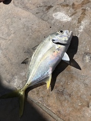 Caranx