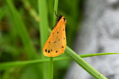 Setina irrorella