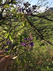 Vitex pyramidata