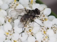 Limnophora maculosa