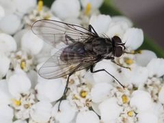 Limnophora maculosa