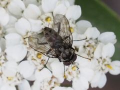 Limnophora maculosa