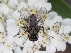Limnophora maculosa