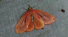 Arctioblepsis rubida